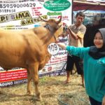 Sapi Bima Qurban 2017 Kode : 109 Di Jakarta