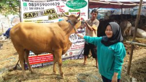 Sapi Bima Qurban 2017 Kode : 109 Di Jakarta