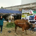 Sapi Bima Qurban 2017 Kode : 11 Di Jakarta