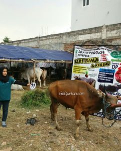 Sapi Bima Qurban 2017 Kode : 11 Di Jakarta