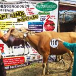 Sapi Bima Qurban 2017 Kode : 110 Di Jakarta