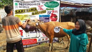 Sapi Bima Qurban 2017 Kode : 110 Di Jakarta