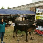 Sapi Bima Qurban 2017 Kode : 111 Di Jakarta