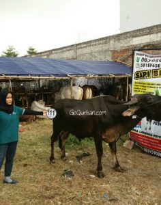 Sapi Bima Qurban 2017 Kode : 111 Di Jakarta