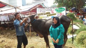 Sapi Bima Qurban 2017 Kode : 113 Di Jakarta