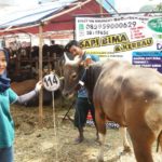 Sapi Bima Qurban 2017 Kode : 114 Di Jakarta