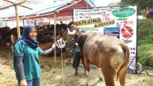 Sapi Bima Qurban 2017 Kode : 114 Di Jakarta