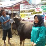 Sapi Bima Qurban 2017 Kode : 115 Di Jakarta