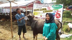 Sapi Bima Qurban 2017 Kode : 115 Di Jakarta