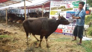 Sapi Bima Qurban 2017 Kode : 116 Di Jakarta