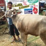 Sapi Bima Qurban 2017 Kode : 118 Di Jakarta