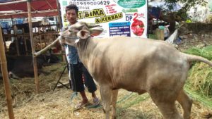 Sapi Bima Qurban 2017 Kode : 118 Di Jakarta