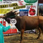 Sapi Bima Qurban 2017 Kode : 120 Di Jakarta