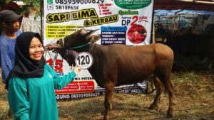 Sapi Bima Qurban 2017 Kode : 120 Di Jakarta