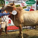 Sapi Bima Qurban 2017 Kode : 121 Di Jakarta