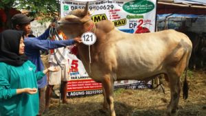 Sapi Bima Qurban 2017 Kode : 121 Di Jakarta