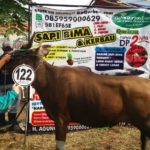 Sapi Bima Qurban 2017 Kode : 122 Di Jakarta