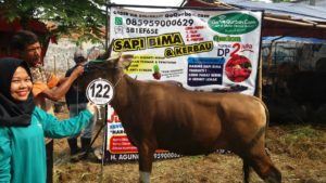 Sapi Bima Qurban 2017 Kode : 122 Di Jakarta