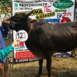 Sapi Bima Qurban 2017 Kode : 123 Di Cililitan