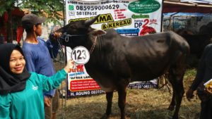 Sapi Bima Qurban 2017 Kode : 123 Di Cililitan