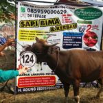 Sapi Bima Qurban 2017 Kode : 124 Di Jakarta