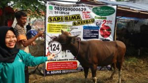 Sapi Bima Qurban 2017 Kode : 124 Di Jakarta