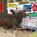 Sapi Bima Qurban 2017 Kode : 125 Di Jakarta