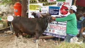 Sapi Bima Qurban 2017 Kode : 125 Di Jakarta