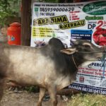 Sapi Bima Qurban 2017 Kode : 126 Di Jakarta