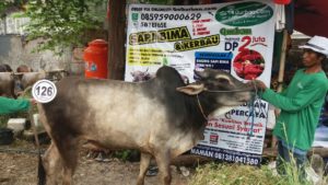 Sapi Bima Qurban 2017 Kode : 126 Di Jakarta