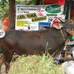 Sapi Bima Qurban 2017 Kode : 127 Di Jakarta