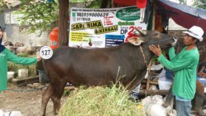 Sapi Bima Qurban 2017 Kode : 127 Di Jakarta