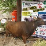 Sapi Bima Qurban 2017 Kode : 128 Di Jakarta