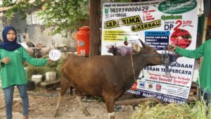 Sapi Bima Qurban 2017 Kode : 128 Di Jakarta