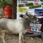 Sapi Bima Qurban 2017 Kode : 129 Di Jakarta