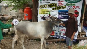 Sapi Bima Qurban 2017 Kode : 129 Di Jakarta