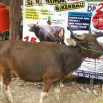 Sapi Bima Qurban 2017 Kode : 130 Di Jakarta