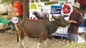 Sapi Bima Qurban 2017 Kode : 130 Di Jakarta