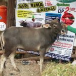 Sapi Bima Qurban 2017 Kode : 131 Di Jakarta