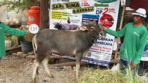 Sapi Bima Qurban 2017 Kode : 131 Di Jakarta