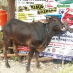 Sapi Bima Qurban 2017 Kode : 133 Di Jakarta