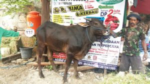 Sapi Bima Qurban 2017 Kode : 133 Di Jakarta