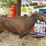 Sapi Bima Qurban 2017 Kode : 133 Di Jakarta