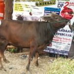 Sapi Bima Qurban 2017 Kode : 134 Di Jakarta