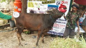 Sapi Bima Qurban 2017 Kode : 134 Di Jakarta