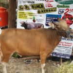 Sapi Bima Qurban 2017 Kode : 135 Di Jakarta