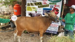 Sapi Bima Qurban 2017 Kode : 135 Di Jakarta