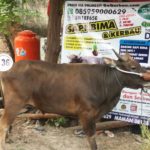 Sapi Bima Qurban 2017 Kode : 136 Di Jakarta