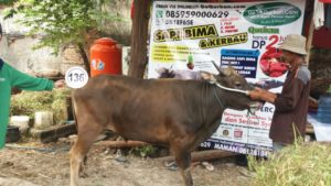 Sapi Bima Qurban 2017 Kode : 136 Di Jakarta