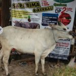 Sapi Bima Qurban 2017 Kode : 137 Di Jakarta